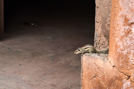 Northern palm squirrel or Funambulus pennantiiの写真素材