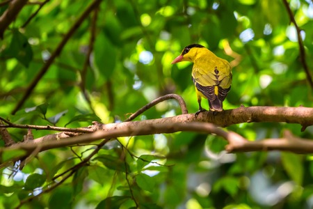 Black-naped oriole or Oriolus chinensisの写真素材