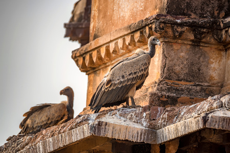 Indian vulture or Gyps indicusの写真素材