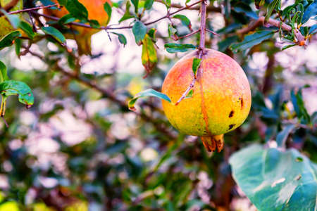 Unripe colorful pomegranate fruit on tree branchの写真素材