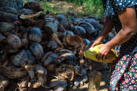 Indian woman dehusks coconutsの写真素材