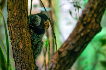 Common marmoset or Callithrix jacchus
