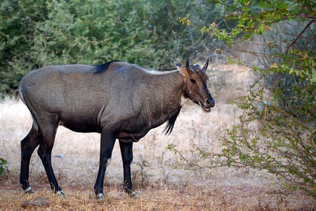 Wild Nilgai or Boselaphus tragocamelusの写真素材