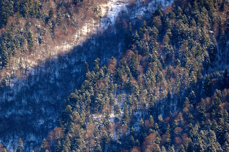 Fantastic winter forest covered with snowの写真素材