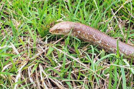 Sheltopusik legless lizard or Pseudopus apodusの写真素材