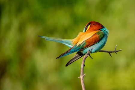 Exotic colorful tropical birdの写真素材