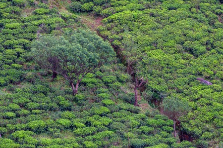 Tea plantation landscape in Sri Lanka