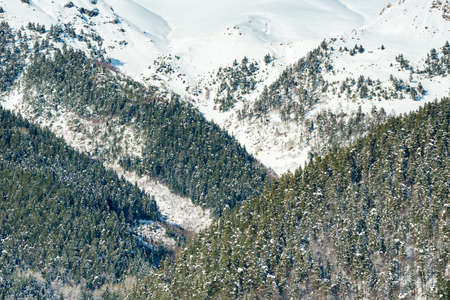 Snowy winter mountains with softwood forestの写真素材