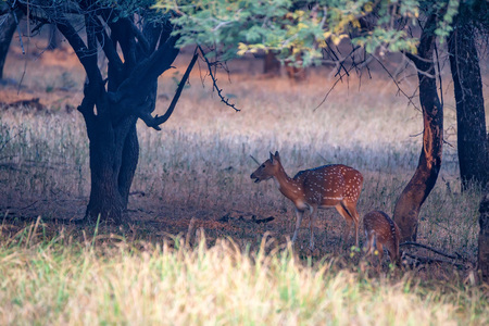 Spotted deer or Axis in national park Ranthamboreの写真素材
