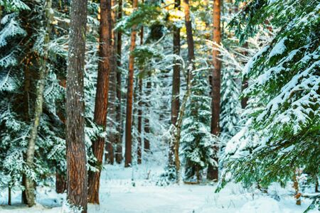 Fantastic winter forest covered with snowの写真素材