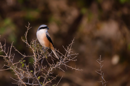 Long-tailed or rufous-backed shrike Lanius schachの写真素材