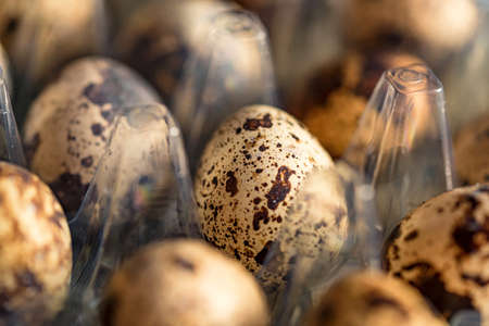 Quail eggs on old brown wooden surface