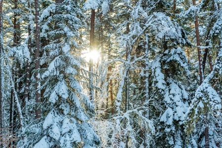 Fantastic winter forest covered with snowの写真素材