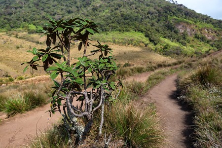 Scenic view in Horton Plains, Sri Lankaの写真素材
