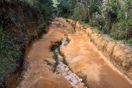Beautiful landscape of path through montane evergreen forest in Horton Plains National Park, Sri Lankaの写真素材