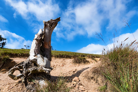 Beautiful landscape of montane grassland and stump of dead tree rhododendron in front in Horton...