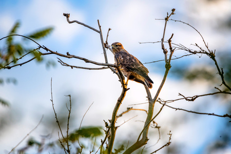 Common buzzard or Buteo buteo on tree branchの写真素材