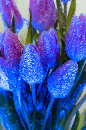 Decorative bunch of tulips in iceの写真素材