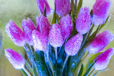 Decorative bunch of tulips in iceの写真素材