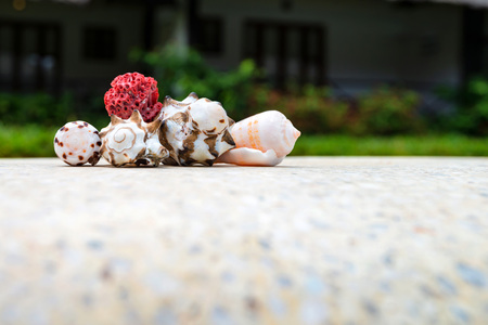 Sea shells in front of tropical hotelの写真素材
