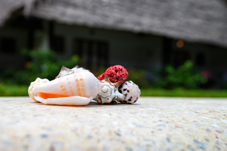 Sea shells in front of tropical hotelの写真素材