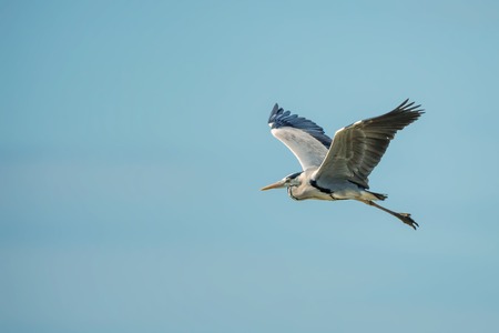 Grey heron flyingの写真素材