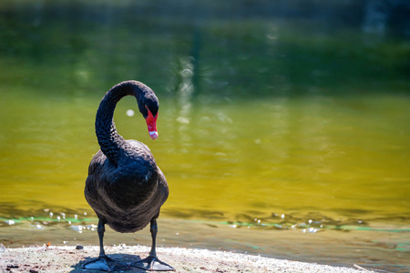 Black Swan or Cygnus atratus stands on river bankの写真素材