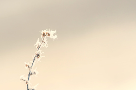 Branch with frost snowflakes macroの写真素材