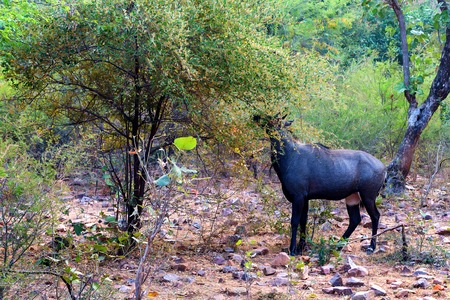 Wild Nilgai or Boselaphus tragocamelusの写真素材