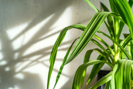 Green leaves of house plant and its shadowの写真素材