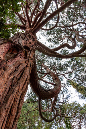 Bottom view of Krummholz tree
