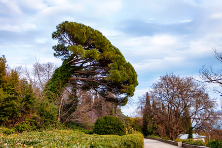 View of garden of Vorontsov Palace in Crimeaの写真素材