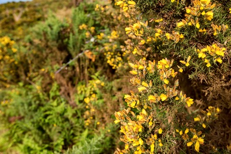 Flowering common gorse or Ulex europaeusの写真素材