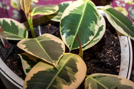 Leaves of decorative ficus plant closeの写真素材