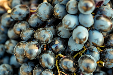 Blue ripe grapes close upの写真素材