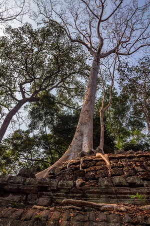 Ta Prohm temple in Cambodiaの写真素材