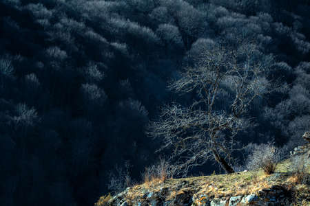 Scenic landscape with mountain forest