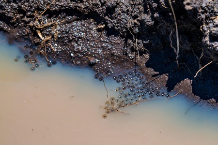 Frog eggs in water closeの写真素材