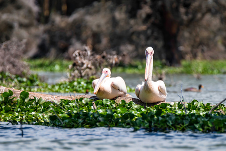 Two great white pelicans or Pelecanus onocrotalusの写真素材