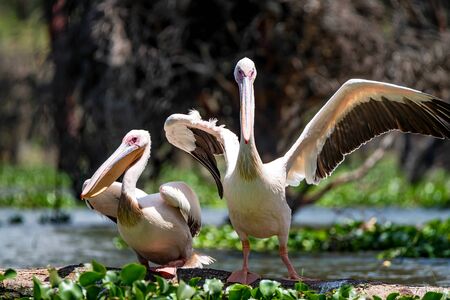 Two great white pelicans or Pelecanus onocrotalusの写真素材