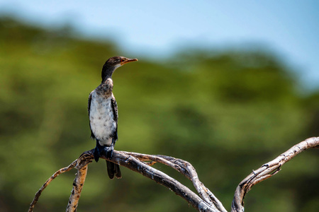 Reed cormorant or Microcarbo africanusの写真素材