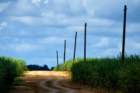 Sugarcane plantation on sunny dayの写真素材