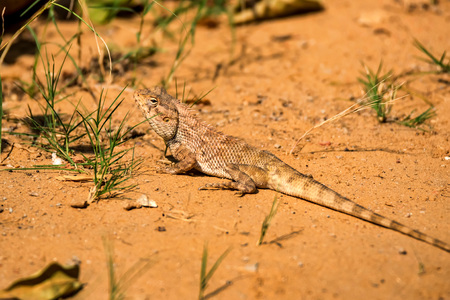 Oriental garden lizard or Calotes versicolorの写真素材