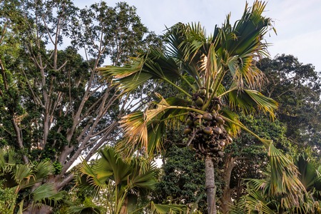 Sea coconut or Lodoicea maldivicaの写真素材