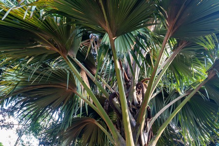 Sea coconut or Lodoicea maldivicaの写真素材