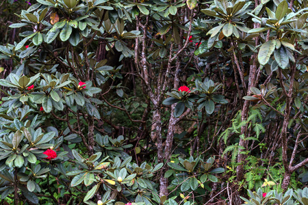 Blooming rhododendron arboreum in Horton Plainsの写真素材