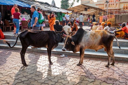 AGRA, INDIA - NOVEMBER 8, 2017: Cows stand in Indian streetのeditorial素材