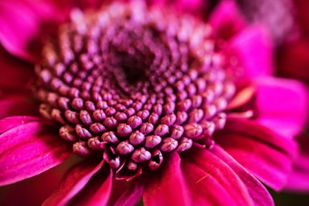 Close-up of purple chrysanthemum flowerの写真素材