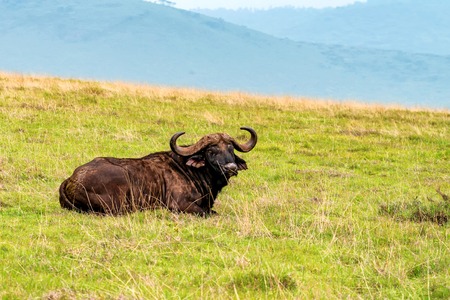 Back view of African buffalo in savannahの写真素材