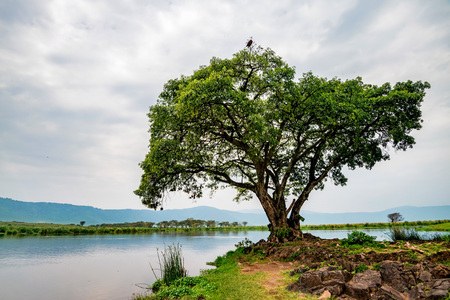 Scenic savannah landscapeの写真素材
